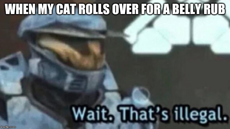 Wait. That's illegal. | WHEN MY CAT ROLLS OVER FOR A BELLY RUB | image tagged in wait that's illegal | made w/ Imgflip meme maker