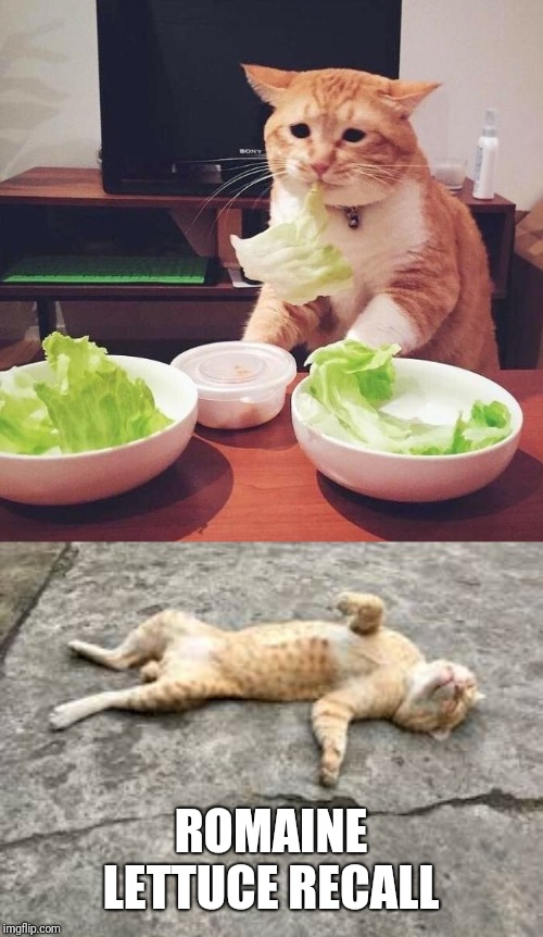 Lettuce |  ROMAINE LETTUCE RECALL | image tagged in cats,cat,romaine lettuce,recall,eating | made w/ Imgflip meme maker