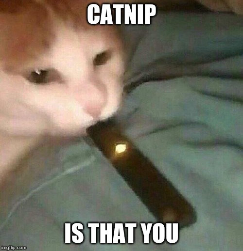 Juul Cat | CATNIP; IS THAT YOU | image tagged in juul cat | made w/ Imgflip meme maker