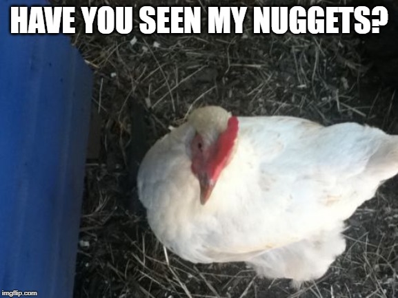 Angry Chicken Boss Meme | HAVE YOU SEEN MY NUGGETS? | image tagged in memes,angry chicken boss | made w/ Imgflip meme maker