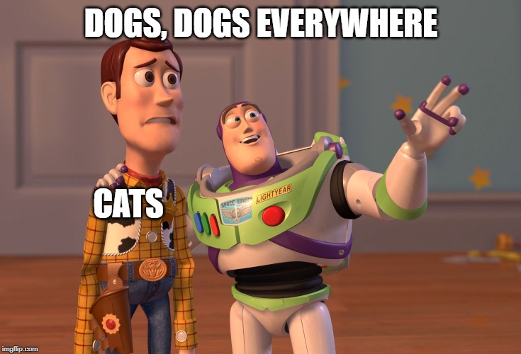 dogs everywhere! run!! | DOGS, DOGS EVERYWHERE; CATS | image tagged in memes,x x everywhere,cats,dogs,funny | made w/ Imgflip meme maker