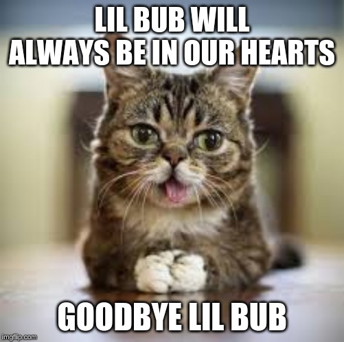 LIL BUB WILL ALWAYS BE IN OUR HEARTS; GOODBYE LIL BUB | image tagged in cats | made w/ Imgflip meme maker