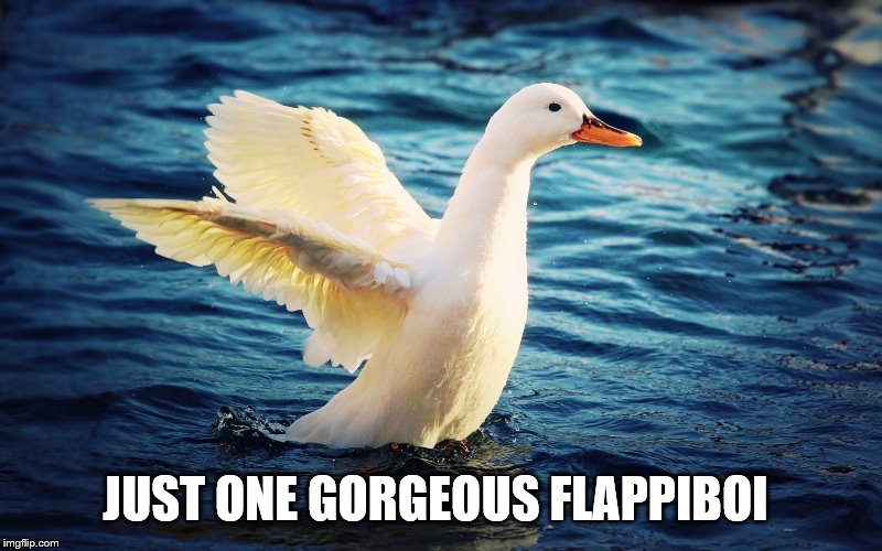 JUST ONE GORGEOUS FLAPPIBOI | made w/ Imgflip meme maker