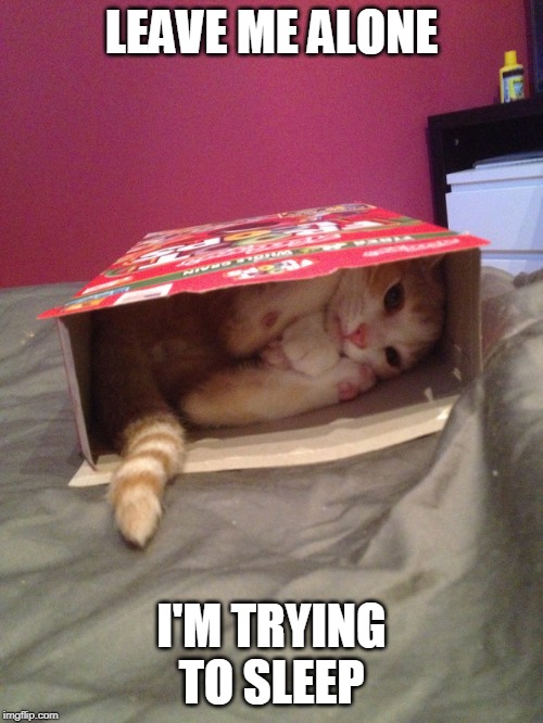 CAT IN THE BOX | LEAVE ME ALONE; I'M TRYING TO SLEEP | image tagged in cats,funny cats,sleeping cat | made w/ Imgflip meme maker