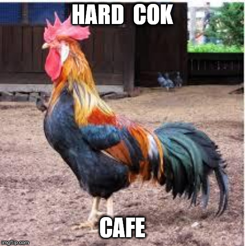 Cock Rooster | HARD  COK CAFE | image tagged in cock rooster | made w/ Imgflip meme maker