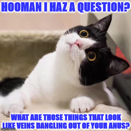 QUESTION | HOOMAN I HAZ A QUESTION? WHAT ARE THOSE THINGS THAT LOOK LIKE VEINS DANGLING OUT OF YOUR ANUS? | image tagged in question | made w/ Imgflip meme maker