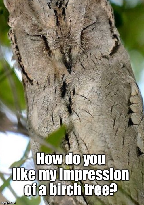 How do you like my impression of a birch tree? | made w/ Imgflip meme maker