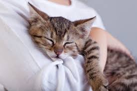 High Quality Cat sleep Blank Meme Template
