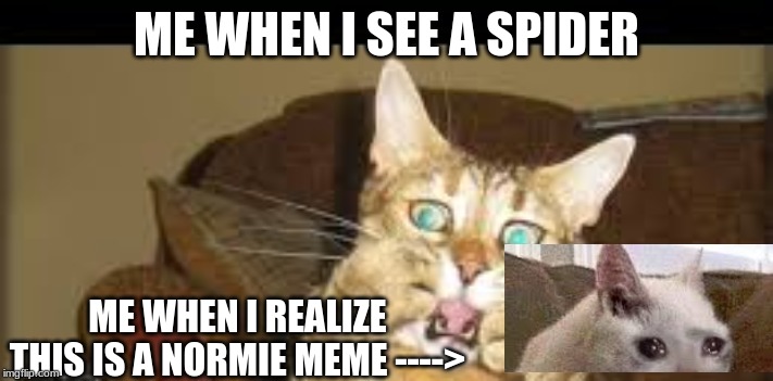 Scaredy cat | ME WHEN I SEE A SPIDER; ME WHEN I REALIZE THIS IS A NORMIE MEME ----> | image tagged in scaredy cat | made w/ Imgflip meme maker