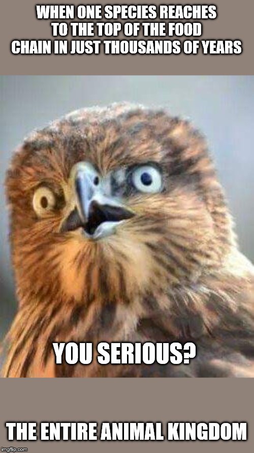 "Are you serious?!" Owl | WHEN ONE SPECIES REACHES TO THE TOP OF THE FOOD CHAIN IN JUST THOUSANDS OF YEARS; YOU SERIOUS? THE ENTIRE ANIMAL KINGDOM | image tagged in are you serious owl | made w/ Imgflip meme maker