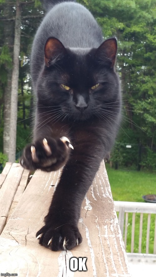 black cat claws pissed | OK | image tagged in black cat claws pissed | made w/ Imgflip meme maker