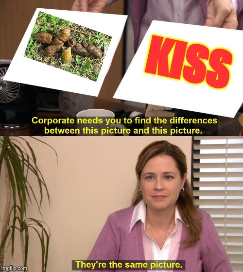 They're The Same Picture Meme | KISS | image tagged in spot the difference | made w/ Imgflip meme maker