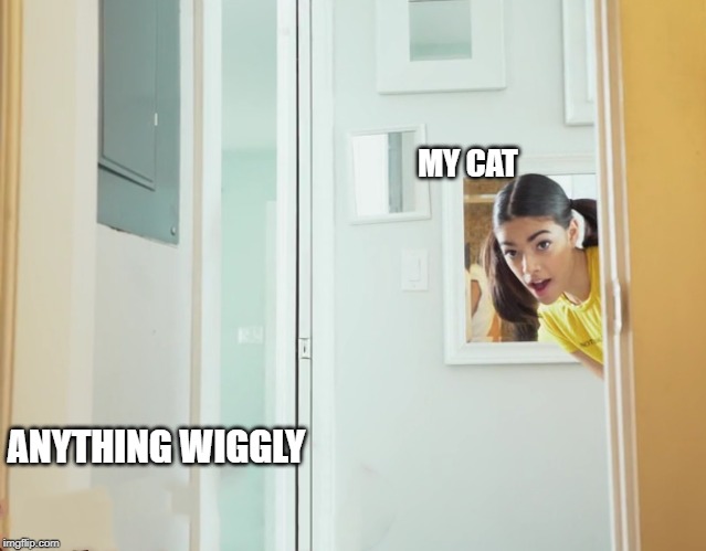 My cat anything wiggly Harmony meme | MY CAT; ANYTHING WIGGLY | image tagged in animal meme | made w/ Imgflip meme maker