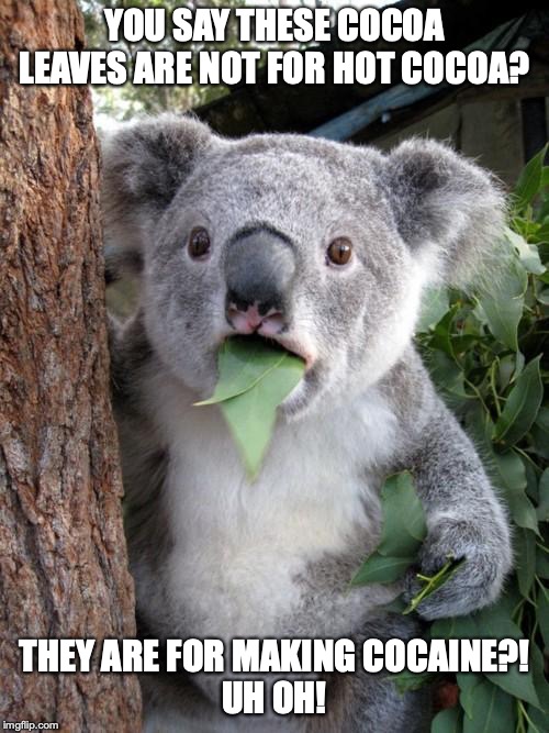 Surprise!  You're on drugs! | YOU SAY THESE COCOA LEAVES ARE NOT FOR HOT COCOA? THEY ARE FOR MAKING COCAINE?!
UH OH! | image tagged in memes,surprised koala,drugs are bad | made w/ Imgflip meme maker