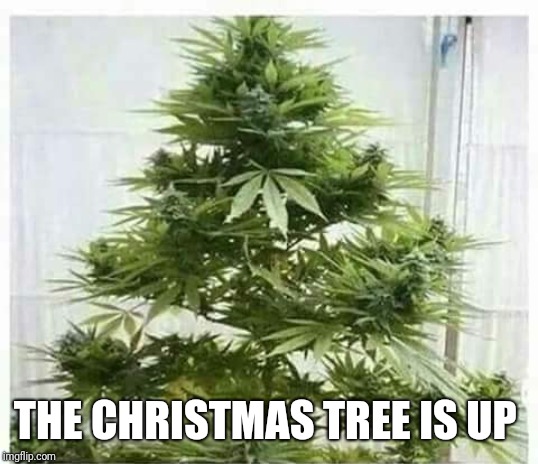 And a happy New year | THE CHRISTMAS TREE IS UP | image tagged in memes,funny memes,christmas,420,weed,tree | made w/ Imgflip meme maker