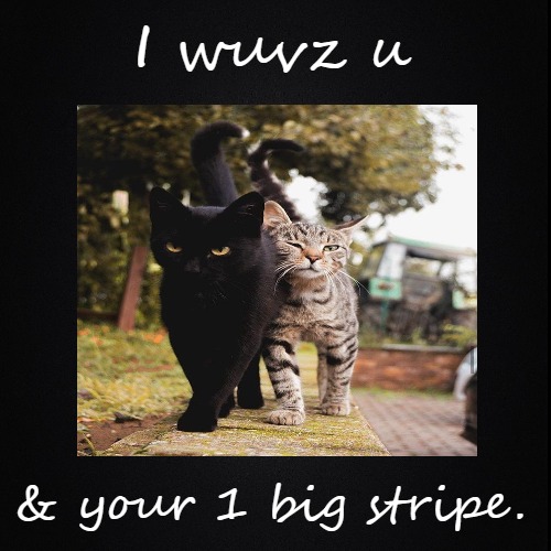 1 Big Stripe | image tagged in funny,cats,funny cats,cute cat,cute,couples | made w/ Imgflip demotivational maker