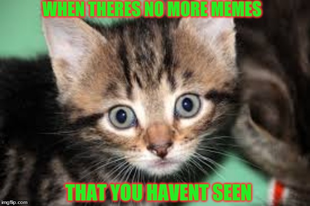 no more memes left to look at :( | WHEN THERES NO MORE MEMES; THAT YOU HAVENT SEEN | image tagged in cats | made w/ Imgflip meme maker