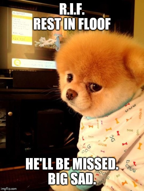 Boo the dog | R.I.F.
REST IN FLOOF; HE'LL BE MISSED.
BIG SAD. | image tagged in boo the dog | made w/ Imgflip meme maker
