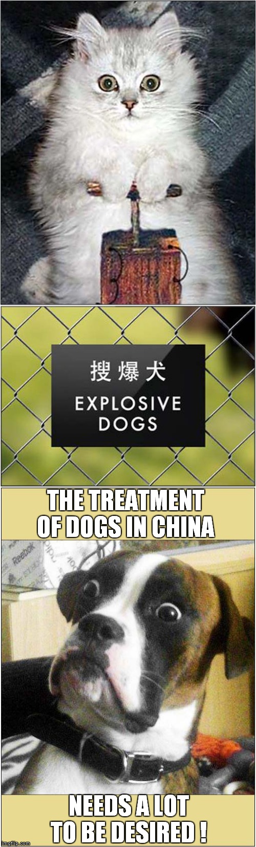 Chinese Explosive Dogs ! | THE TREATMENT OF DOGS IN CHINA; NEEDS A LOT TO BE DESIRED ! | image tagged in fun,cats,dogs,explosion | made w/ Imgflip meme maker