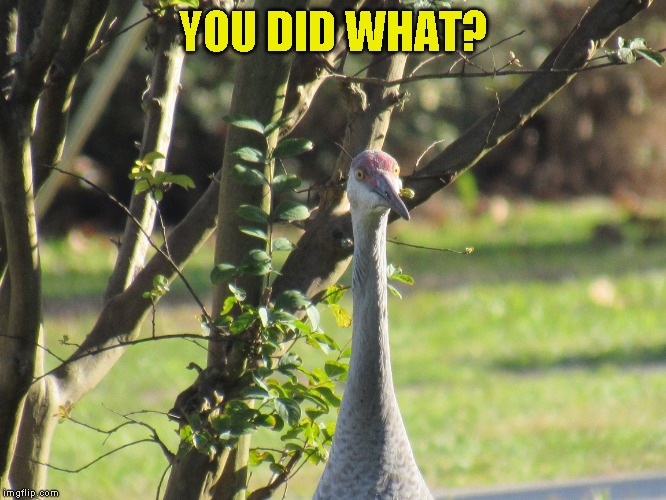 I love this photo. Best one of my latest trip to Florida | YOU DID WHAT? | image tagged in sand hill crane | made w/ Imgflip meme maker