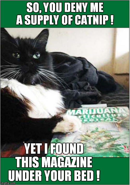 Double Standards ! | SO, YOU DENY ME A SUPPLY OF CATNIP ! YET I FOUND THIS MAGAZINE UNDER YOUR BED ! | image tagged in cats,catnip | made w/ Imgflip meme maker
