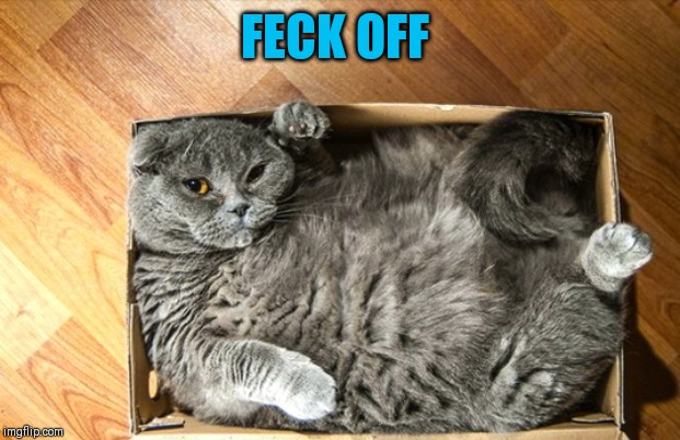 cat in a box | FECK OFF | image tagged in cat in a box | made w/ Imgflip meme maker