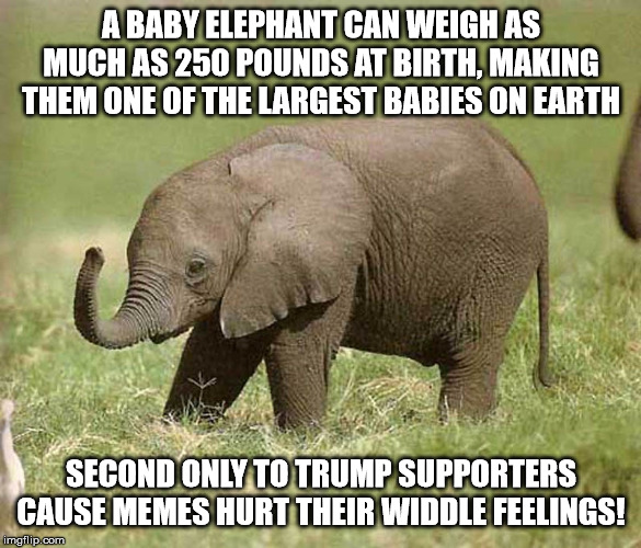 Baby elephant | A BABY ELEPHANT CAN WEIGH AS MUCH AS 250 POUNDS AT BIRTH, MAKING THEM ONE OF THE LARGEST BABIES ON EARTH; SECOND ONLY TO TRUMP SUPPORTERS CAUSE MEMES HURT THEIR WIDDLE FEELINGS! | image tagged in baby elephant | made w/ Imgflip meme maker