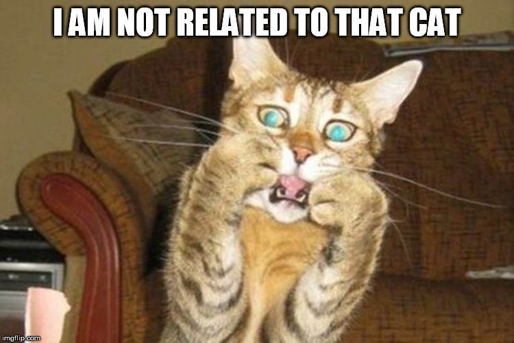 When one of your cats is bad. | I AM NOT RELATED TO THAT CAT | image tagged in shocked cat | made w/ Imgflip meme maker