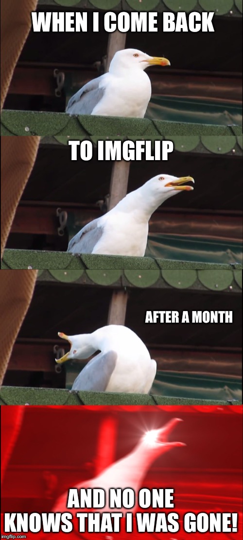 Inhaling Seagull | WHEN I COME BACK; TO IMGFLIP; AFTER A MONTH; AND NO ONE KNOWS THAT I WAS GONE! | image tagged in memes,inhaling seagull | made w/ Imgflip meme maker