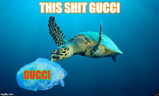 turle eating platstic | THIS SHIT GUCCI; GUCCI | image tagged in turle eating platstic | made w/ Imgflip meme maker