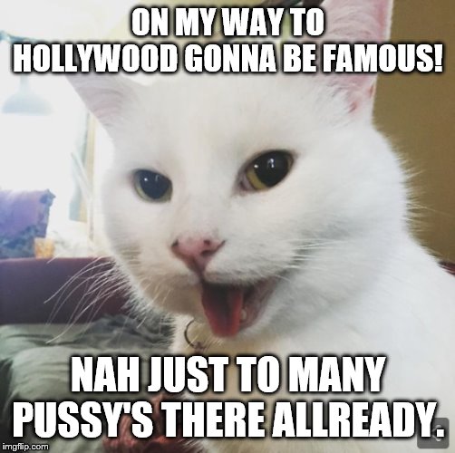 Smudge | ON MY WAY TO HOLLYWOOD GONNA BE FAMOUS! NAH JUST TO MANY PUSSY'S THERE ALLREADY. | image tagged in smudge | made w/ Imgflip meme maker