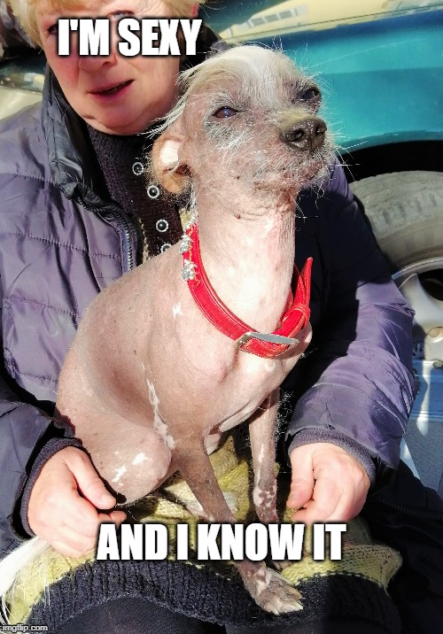 sexy dog | I'M SEXY; AND I KNOW IT | image tagged in dog | made w/ Imgflip meme maker