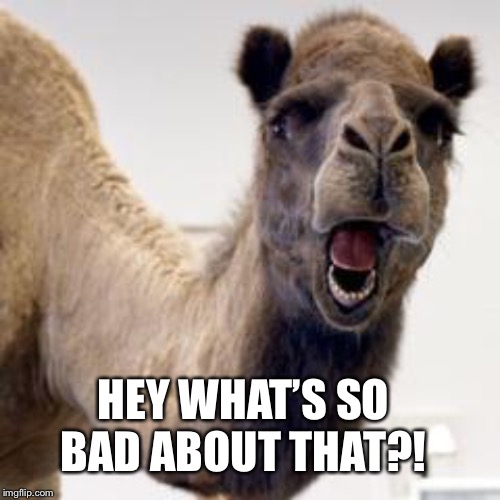 Camel | HEY WHAT’S SO BAD ABOUT THAT?! | image tagged in camel | made w/ Imgflip meme maker