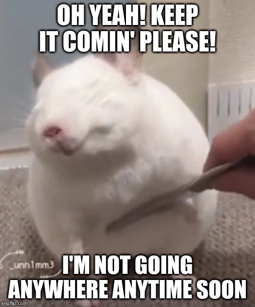 retarded chinchilla | OH YEAH! KEEP IT COMIN' PLEASE! I'M NOT GOING ANYWHERE ANYTIME SOON | image tagged in retarded chinchilla | made w/ Imgflip meme maker