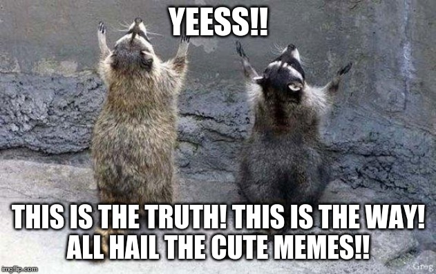 Raccoon Worshipping | YEESS!! THIS IS THE TRUTH! THIS IS THE WAY!
ALL HAIL THE CUTE MEMES!! | image tagged in raccoon worshipping | made w/ Imgflip meme maker
