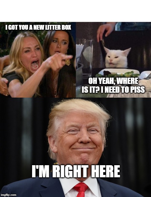 I GOT YOU A NEW LITTER BOX; OH YEAH, WHERE IS IT? I NEED TO PISS; I'M RIGHT HERE | image tagged in memes,woman yelling at cat | made w/ Imgflip meme maker