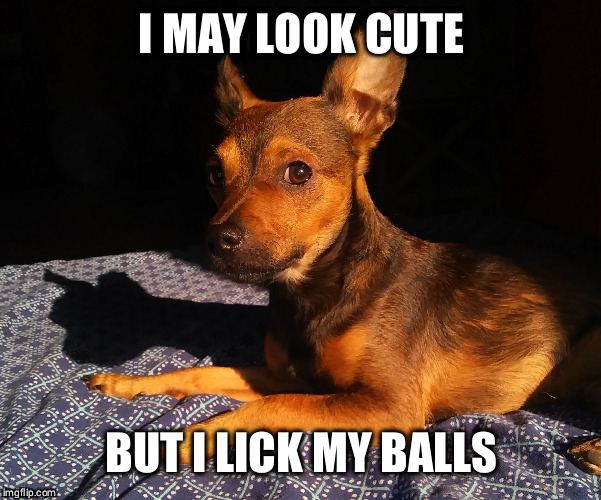 Cuteness | I MAY LOOK CUTE; BUT I LICK MY BALLS | image tagged in dog memes | made w/ Imgflip meme maker