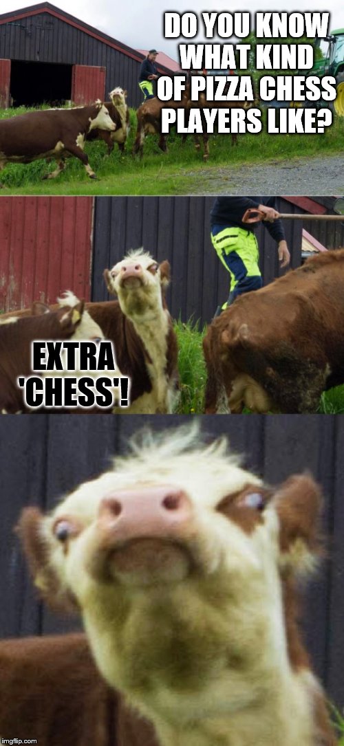 Bad pun cow  | DO YOU KNOW WHAT KIND OF PIZZA CHESS PLAYERS LIKE? EXTRA 'CHESS'! | image tagged in bad pun cow | made w/ Imgflip meme maker