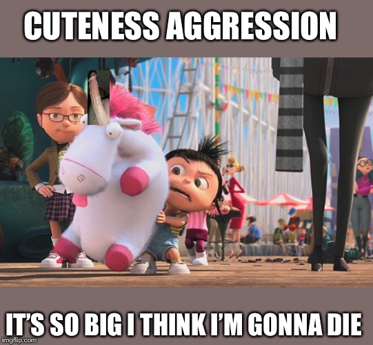 It’s so fluffy | CUTENESS AGGRESSION; IT’S SO BIG I THINK I’M GONNA DIE | image tagged in its so fluffy | made w/ Imgflip meme maker