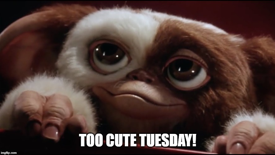TOO CUTE TUESDAY! | image tagged in cute | made w/ Imgflip meme maker