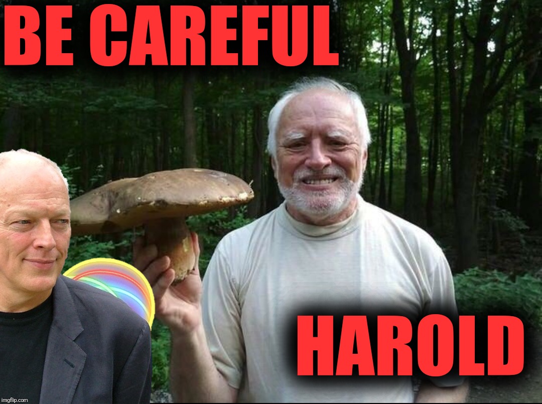 BE CAREFUL HAROLD | made w/ Imgflip meme maker