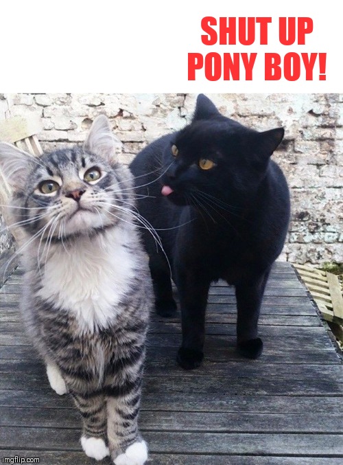 SHUT UP
PONY BOY! | made w/ Imgflip meme maker