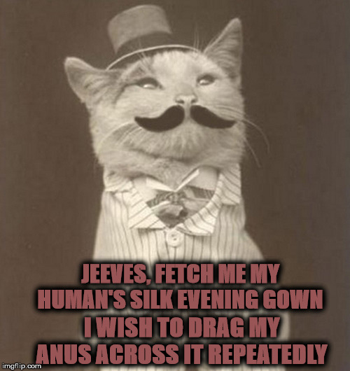 JEEVES | JEEVES, FETCH ME MY HUMAN'S SILK EVENING GOWN; I WISH TO DRAG MY ANUS ACROSS IT REPEATEDLY | image tagged in jeeves | made w/ Imgflip meme maker