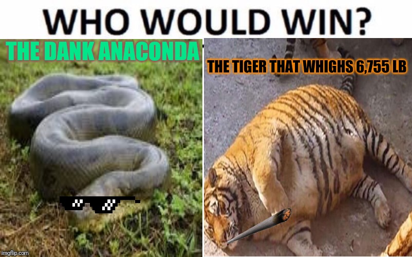 Heavyweight championship | THE DANK ANACONDA; THE TIGER THAT WHIGHS 6,755 LB | image tagged in who would win,dank memes | made w/ Imgflip meme maker