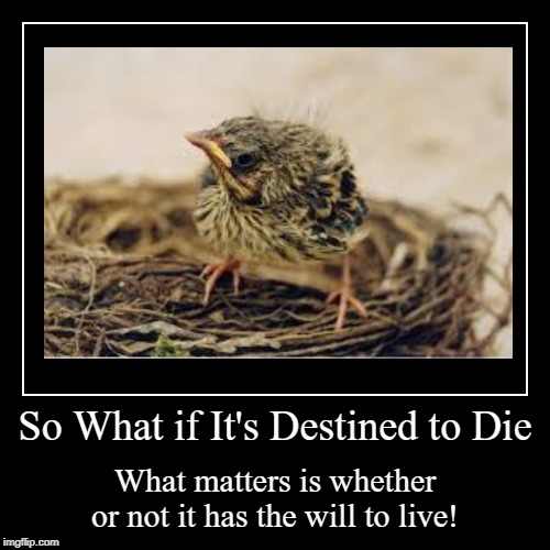 Destined to Die, Willing to Live | image tagged in destiny,death,will to live | made w/ Imgflip demotivational maker