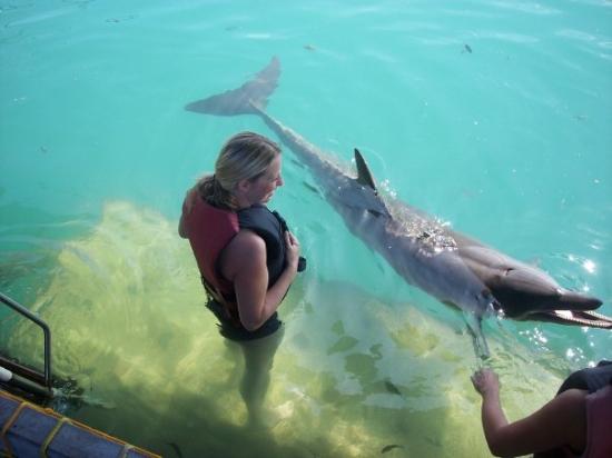 Bali Dolphin Watching Tour Blank Meme Template
