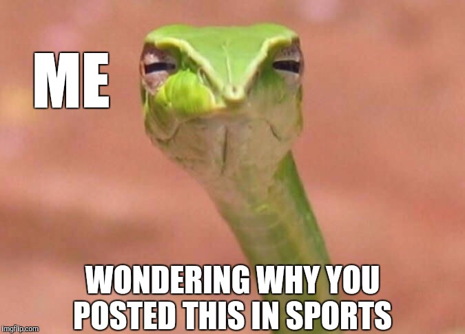 Skeptical snake | ME WONDERING WHY YOU POSTED THIS IN SPORTS | image tagged in skeptical snake | made w/ Imgflip meme maker
