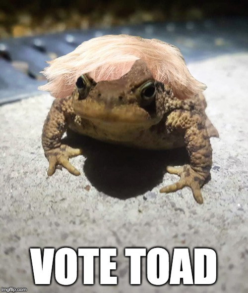Boris Johnson Toad | VOTE TOAD | image tagged in boris johnson toad | made w/ Imgflip meme maker