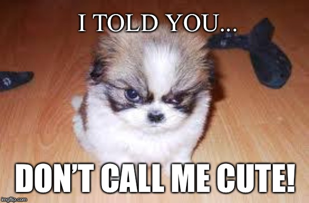 This dog so totally not cute | I TOLD YOU... DON’T CALL ME CUTE! | image tagged in dog,cute,angry dog,funny | made w/ Imgflip meme maker
