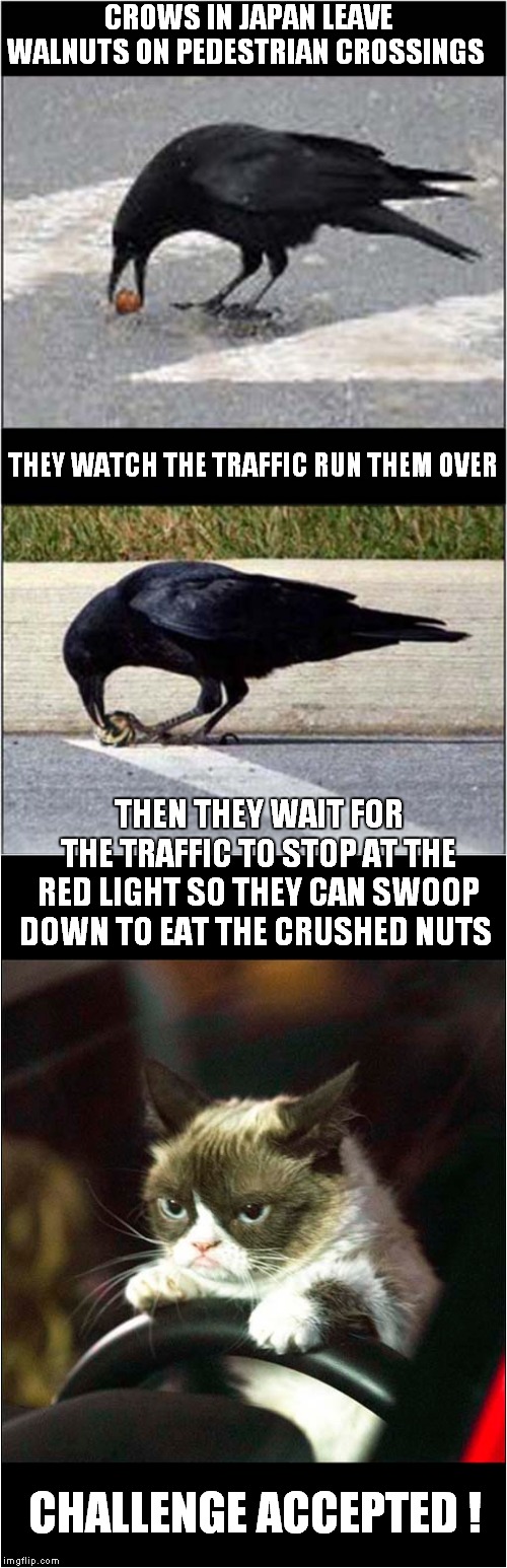 Grumpy Vs Japanese Crows | CROWS IN JAPAN LEAVE WALNUTS ON PEDESTRIAN CROSSINGS; THEY WATCH THE TRAFFIC RUN THEM OVER; THEN THEY WAIT FOR THE TRAFFIC TO STOP AT THE RED LIGHT SO THEY CAN SWOOP DOWN TO EAT THE CRUSHED NUTS; CHALLENGE ACCEPTED ! | image tagged in fun,grumpy cat,crows | made w/ Imgflip meme maker